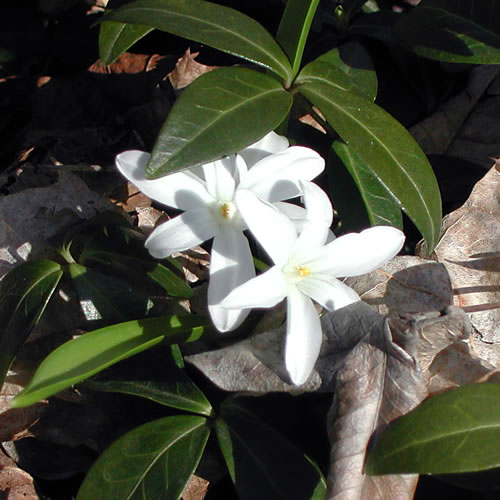 Chionodoxa gigantea alba